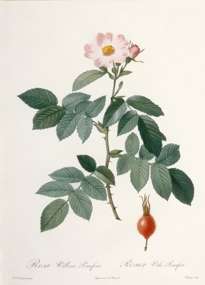 Rosa villosa, pomifera (apple rose), engraved by Chapuy, from 